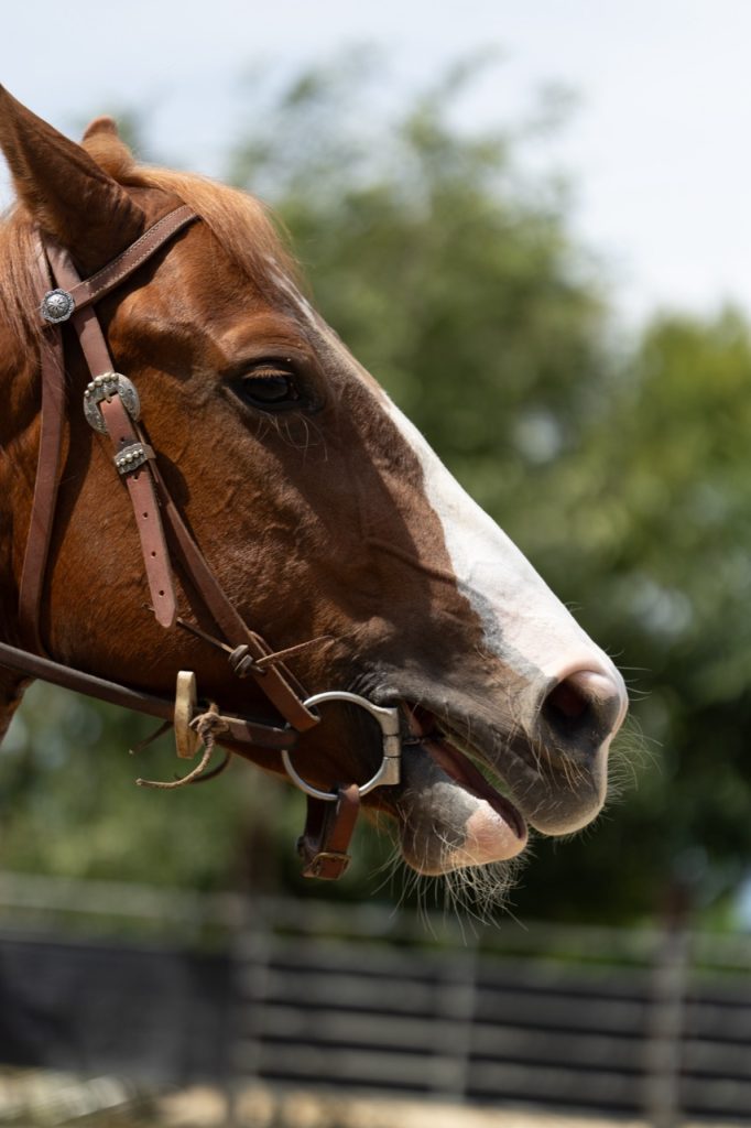 Horse - Donny Master Tannery